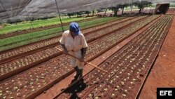 Un hombre trabaja en un vivero comunitario en la barriada de Alamar, al este de La Habana (Cuba).