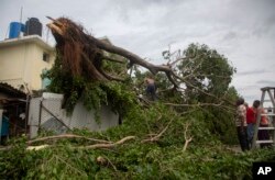 El viento de Ian arrancó árboles de raíz en La Habana. (AP/Ismael Francisco)