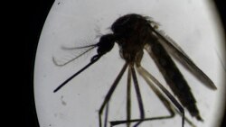 Cubanos ponen en duda cifras oficiales de dengue