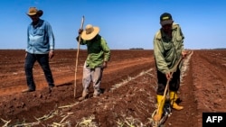 Agricultores cubanos preparan la tierra para el cultivo