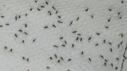 Palabra clave Cuba: Los peligros del dengue