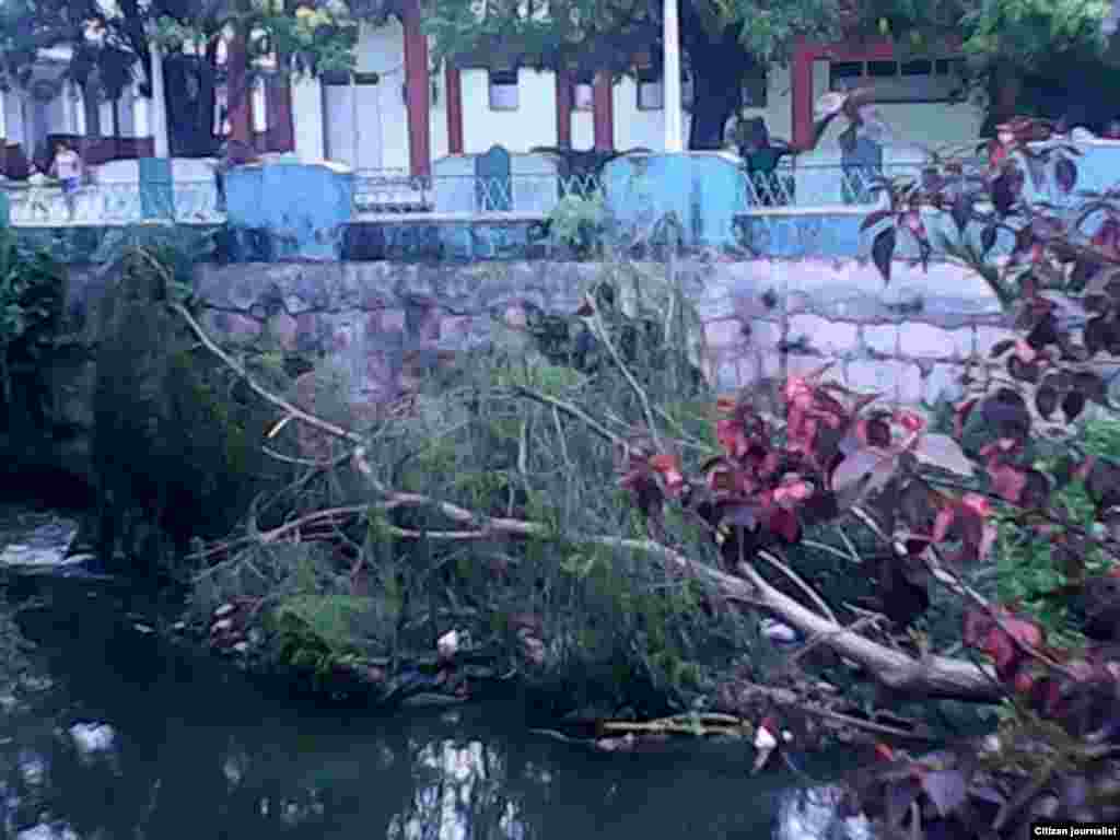 La muerte de uno de los pocos sauces que quedaban en el río Ariguanabo
