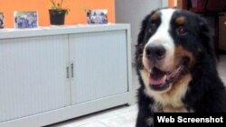 Aparece perro convertido en tendencia que viajaba en aerolíneas cubanas