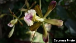 Orquidea cubana