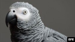 Imagen de un papagayo gris africano