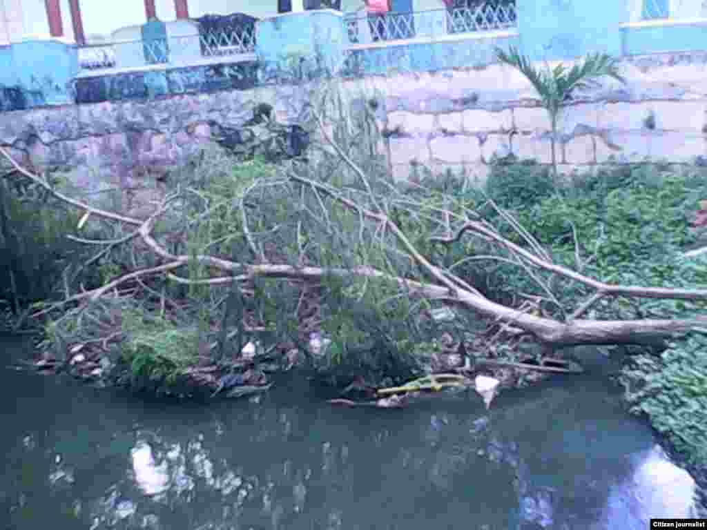 La muerte de uno de los pocos sauces que quedaban en el río Ariguanabo