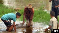 Un grupo de campesinos en campos sembrados de arroz que se encuentran junto a sus viviendas en Cuba.