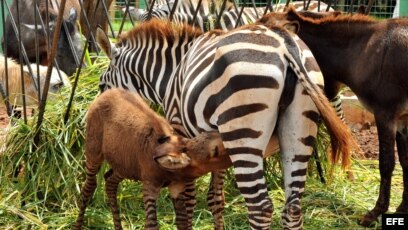 Desconfían que Cuba sea un buen hábitat para animales africanos