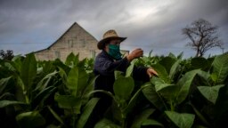 Un agricultor en Pinar del Río revisa las hojas de tabaco. (Foto AP/ Ramón Espinosa)