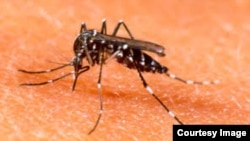 Mosquito Aedes Aegypti.