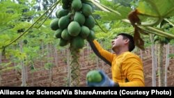 Michael Kamiya cosecha papayas modificadas genéticamente en su granja familiar en Hawái (Cornell Alliance for Science).