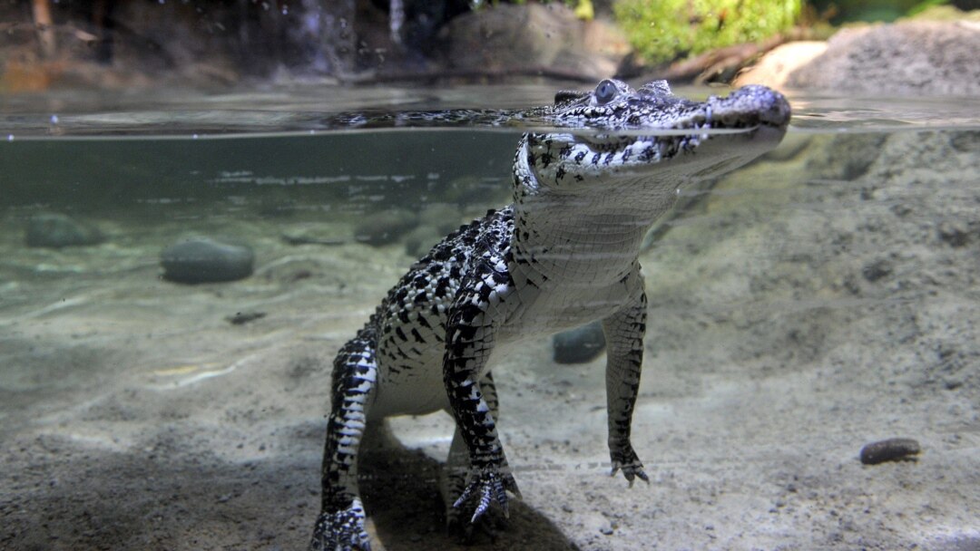 Zoo de EEUU logra dos nuevos ejemplares del cocodrilo cubano