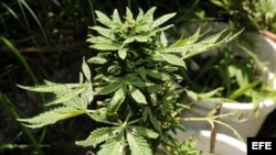 Planta de marihuana