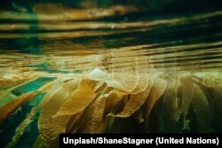 Las algas marinas pueden usarse como alimento para los animales y podrían ayudar a reducir las emisiones de gases de efecto invernadero. Foto: Unsplash/Shane Stagner.