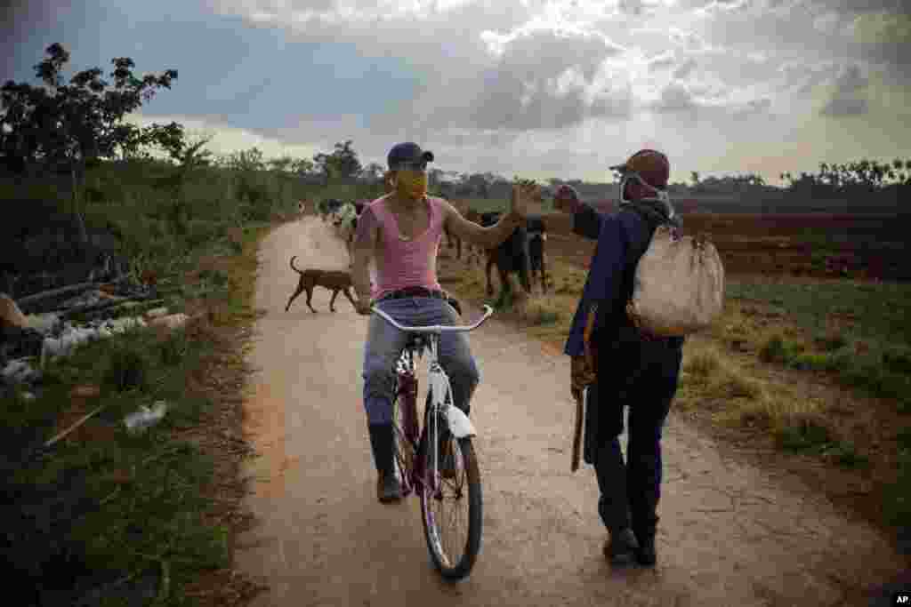 Ganaderos de Caimito con mascarillas sanitarias. AP Photo / Ramon Espinosa