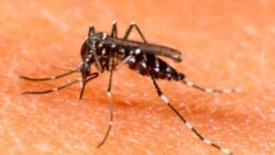 Los ciudadanos no ven utilidad a las visitas de prevención del Dengue en sus viviendas
