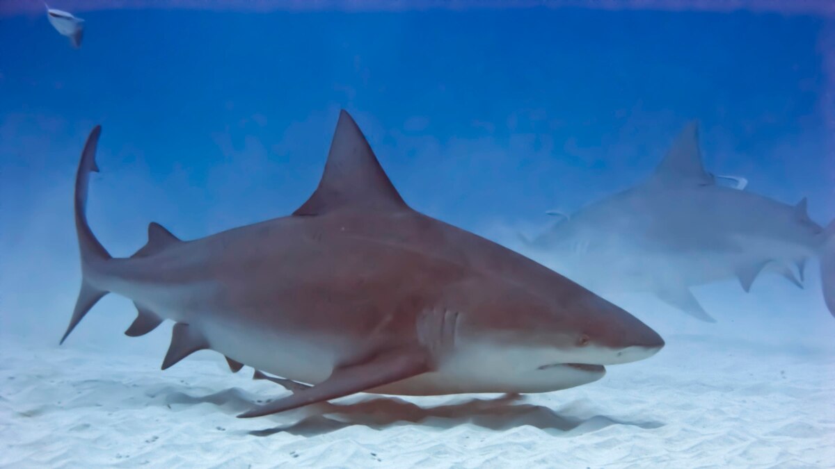 Tiburón toro se roba lancha de pescadores cubanos