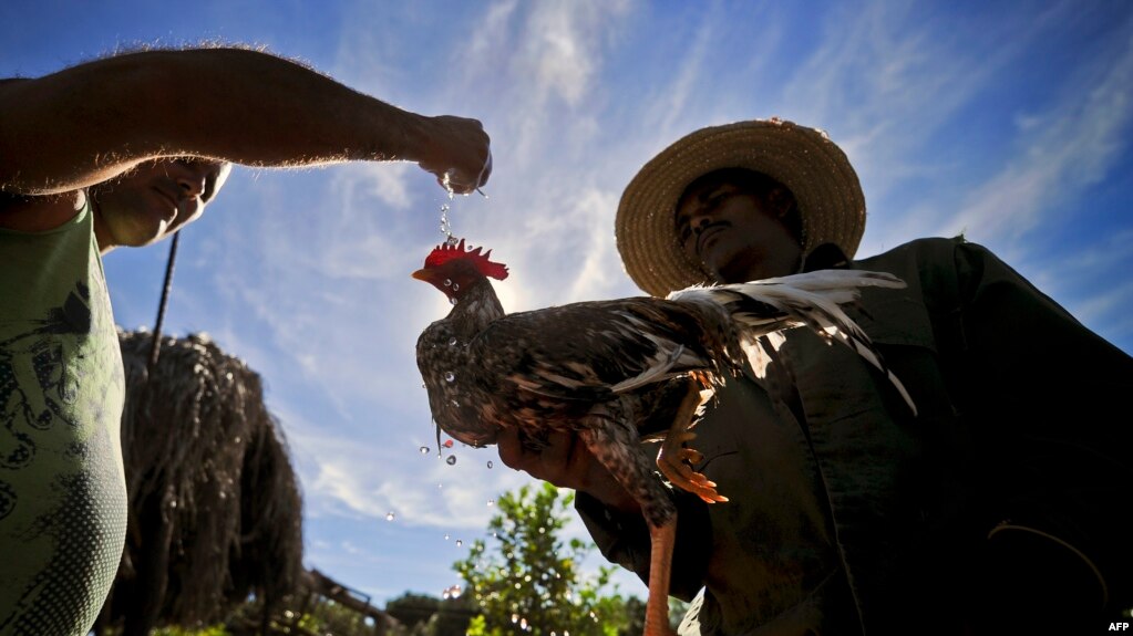 Un hombre prepara su gallo en una granja de La Habana.