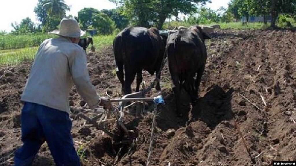 Campesino cubano arando con bueyes por falta de maquinaria