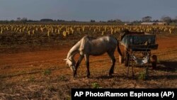 Foto Archivo. Un caballo en un campo de papas en Güines, Cuba. AP Photo/Ramon Espinosa.