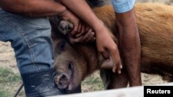 Criadores de cerdos en una granja cubana.