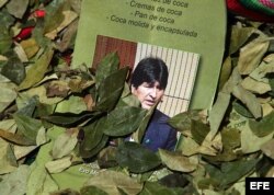 Presidente boliviano Evo Morales, sobresale entre hojas de coca enero de 2011, durante una protesta cerca a la embajada de Estados Unidos en La Paz (Bolivia), para exigir que la ONU y ese país no veten el mascado de ésta. Las moviliz