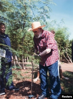 Fidel Castro en labores agrícolas con la moringa.