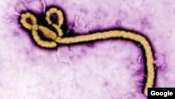 La proteína es esencial para la propagación del virus.