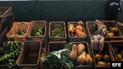 Con millones de hectáreas de tierra fértil, Cuba importa alrededor del 70 por ciento de la comida que consume.