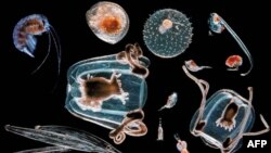 La biodiversidad en los mares incluye plantas, virus y peces embrionarios.