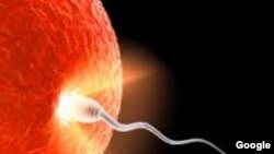 La cantidad de zinc liberada por un óvulo puede ser un marcador del huevo fertilizado.