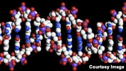 El grupo étnico africano Yoruba dejó la mayor huella genética en América.