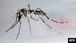 Mosquito trasmisor del dengue, "Aedes Aegypti"