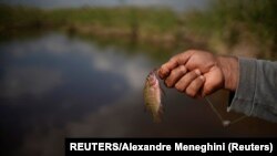 Un campesino sostiene un pez atrapado en un canal de Guanimar, Cuba. REUTERS/Alexandre Meneghini