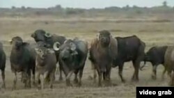 Los búfalos salvajes.