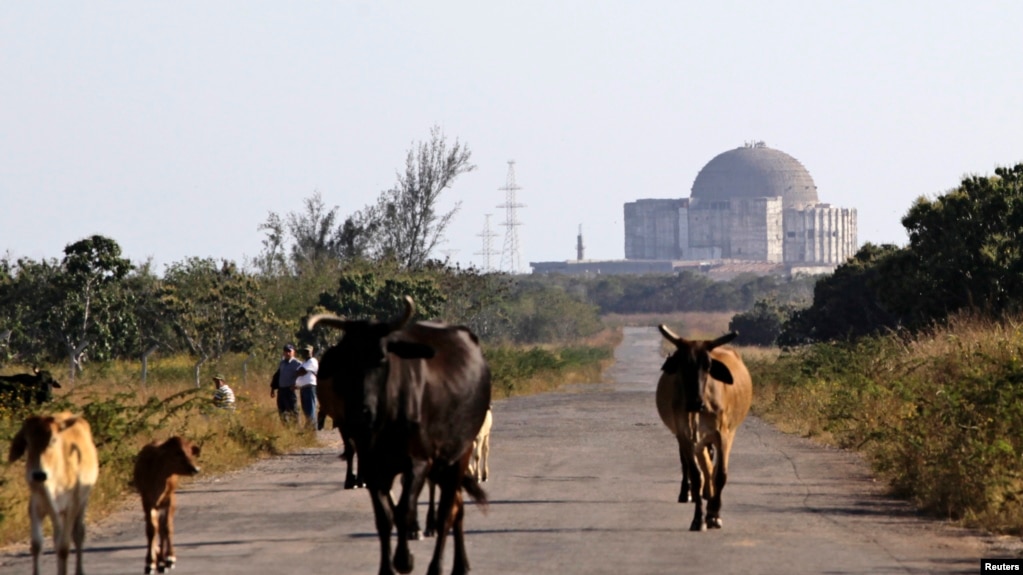 Las vacas pastorean en los alrededores de la abandonada planta nuclear de Juraguá. 
