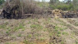 Privilegios y frustraciones en entrega de tierras en usufructo en Cuba Privilegios y frustraciones en entrega de tierras en usufructo en Cuba