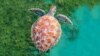 Una tortuga nada en el océano cerca de la isla caribeña de Martinica.