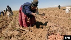 Una campesina de origen aimara participa en la recolección de papas