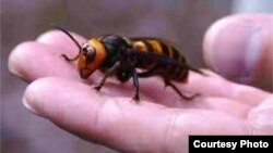 Un estudio subraya que algunas especies no resistirán el incremento en las temperaturas.