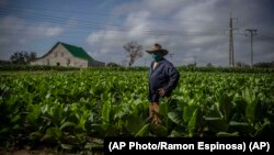 Un productor de tabaco en Pinar del Río, Cuba. (AP Photo/Ramon Espinosa/File)