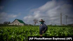 Un productor de tabaco en Pinar del Río, Cuba. (AP Photo/Ramón Espinosa).