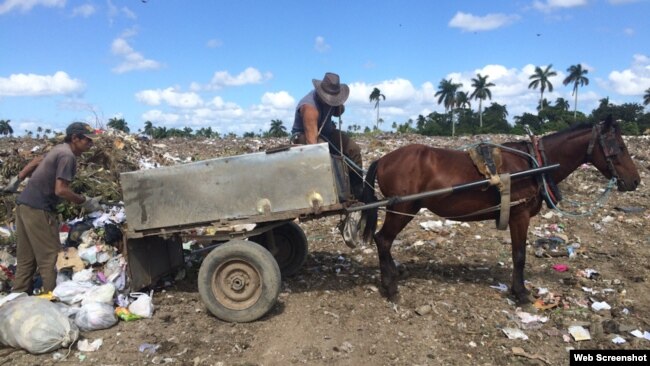 Carretones de caballos para recoger la basura en Campo Florido. (Foto Archivo: Elaine Díaz/Periodismo de Barrio)