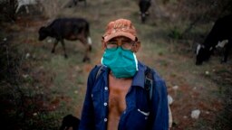 Un campesino vigila las vacas en una finca a las afueras de La Habana. (AP/Ramón Espinosa)