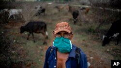 Un campesino vigila las vacas en una finca a las afueras de La Habana. (AP/Ramón Espinosa)
