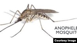 El parásito del mosquito Anopheles causa unas 700-mil muertes al año, mayormente en Africa e India.