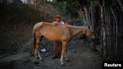 Un campesino posa con su caballo en Cerrito de Naua, Cuba. Foto Archivo REUTERS/Alexandre Meneghini