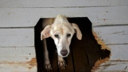 Arrestan a protector de animales por protesta contra recogida de perros callejeros