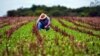 Un campesino labora la tierra en una finca en Cuba. (Archivo)