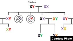 Cromosoma Y o cromosoma de Adam